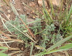 Leobordea divaricata