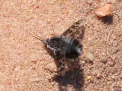 Australoechus megaspilus