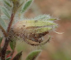 Leobordea divaricata