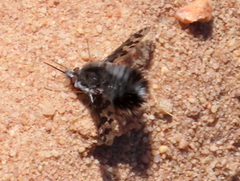 Australoechus megaspilus