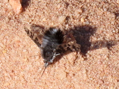 Australoechus megaspilus