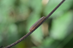 Tenthredopsis litterata