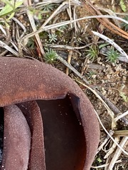 Peziza badiofusca