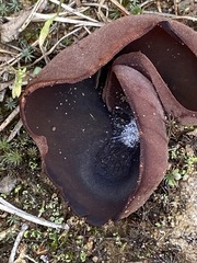 Peziza badiofusca