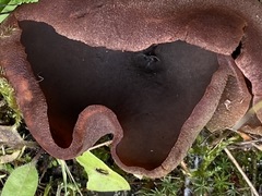Peziza badiofusca