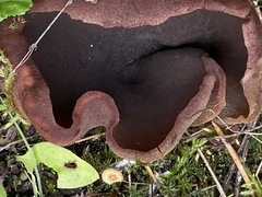 Peziza badiofusca