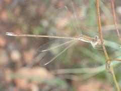 Lestes pallidus