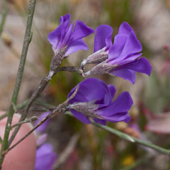Amphithalea biovulata