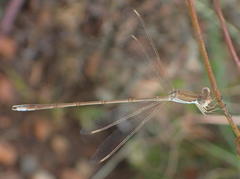 Lestes pallidus