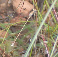 Lestes pallidus