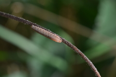 Tenthredopsis litterata