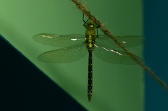 Anax nigrofasciatus