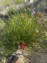 Protea restionifolia