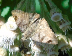 Arteurotia tractipennis tractipennis