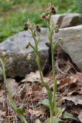 Ophrys × sommieri