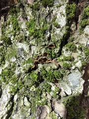 Hymenochaete ulmicola