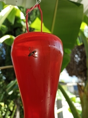 Mischocyttarus mexicanus