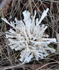 Calliarthron cheilosporioides