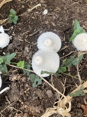 Leucocoprinus cretaceus