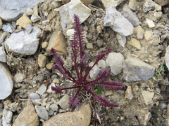 Pedicularis lanata