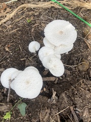 Leucocoprinus cretaceus