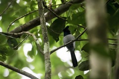 Trochocercus nitens