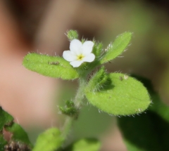 Lithospermum matamorense