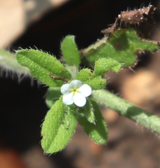 Lithospermum matamorense