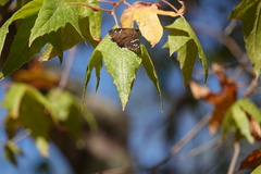 Apyrrothrix araxes