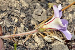 Oxalis strigosa