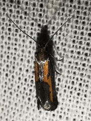 Ochromolopis ictella