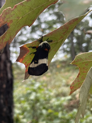 Hemileuca maia maia