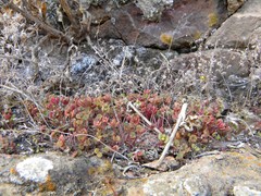 Sedum modestum