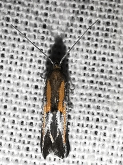 Ochromolopis ictella