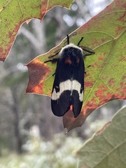 Hemileuca maia maia
