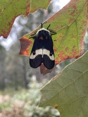 Hemileuca maia maia