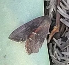Galgula