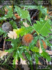 Banksia quercifolia