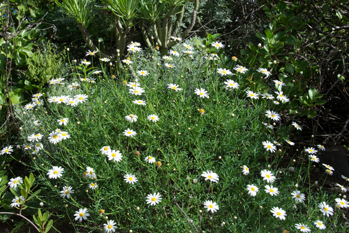 Argyranthemum frutescens