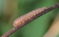 Tenthredopsis litterata
