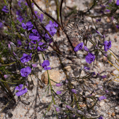 Amphithalea biovulata