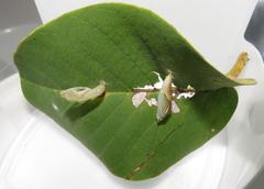 Annona senegalensis senegalensis