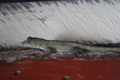 Anolis serranoi