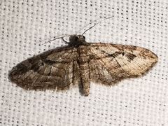 Eupithecia ericeata