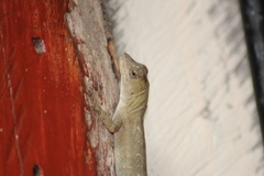 Anolis serranoi