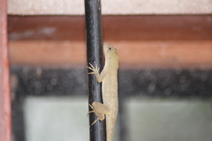 Anolis serranoi