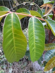 Toxicodendron striatum