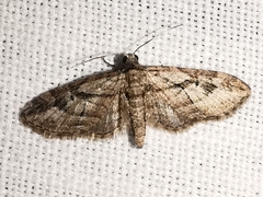 Eupithecia ericeata