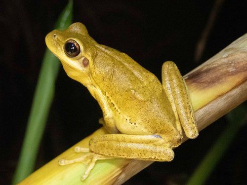 Burmeister's Tree Frog