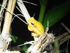 Boana prasina